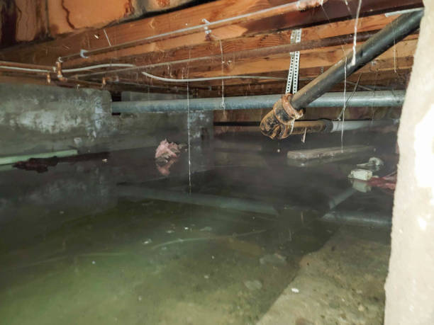 Best Flood damage cleanup  in Risg Sun, IN