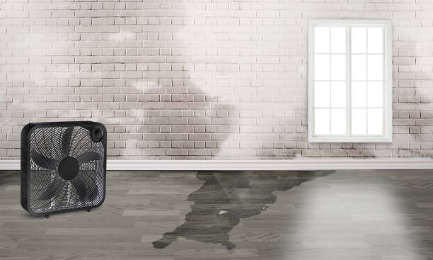 Best Water damage contractors near me  in Risg Sun, IN